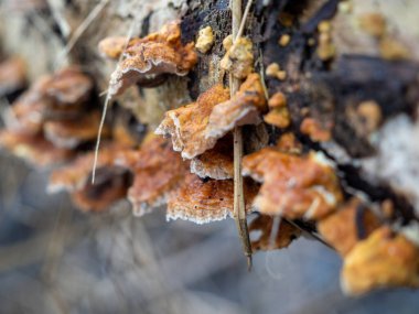 Mushroom sprouted on a tree trunk close-up.
