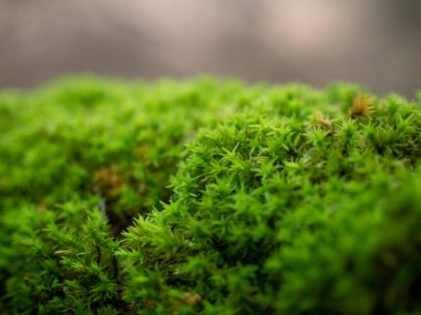 Moss on the bark of a tree close-up. Green tree moss.