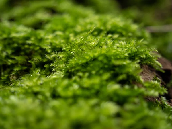 Moss Bark Tree Close Green Tree Moss — Photo