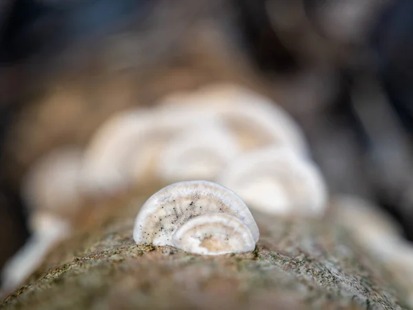 Mushroom Sprouted Tree Trunk Close — Stock fotografie