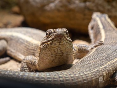 Kaplama kertenkele, Gerrhosaurus validus, ıstakoz kertenkele olduğunu