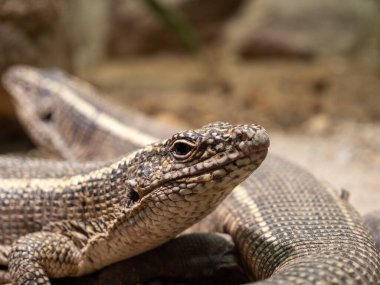 Kaplama kertenkele, Gerrhosaurus validus, ıstakoz kertenkele olduğunu