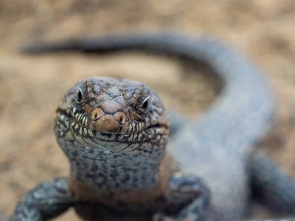 Tanimbar Língua Azul Skink Tiliqua Scincoides Chimaera Réptil Lagarto Austrália — Fotografia de Stock