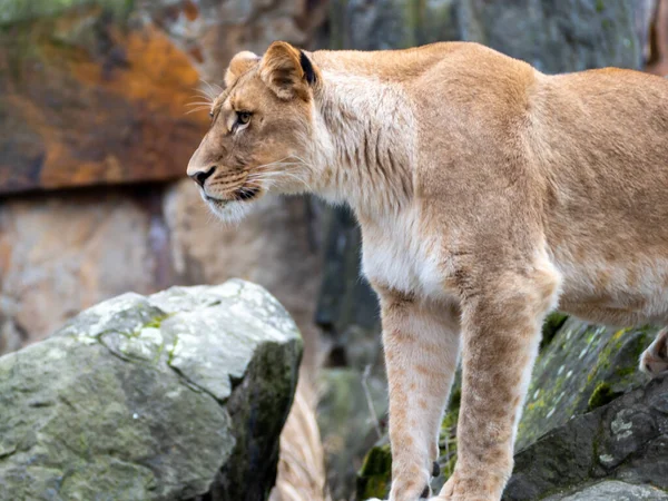 Lioness Follows Prey Lioness Sits Rocks — Stock Photo, Image