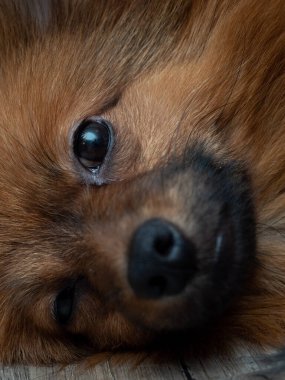 Kırmızı bir köpeğin portresi. Spitz köpek cinsi..