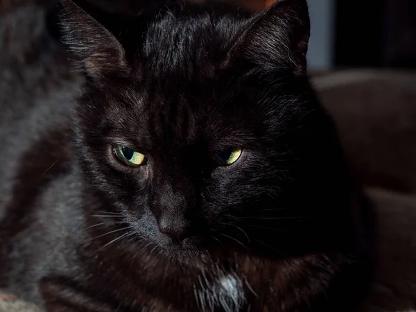 Siyah bir kedinin portresi. Kara kedi..