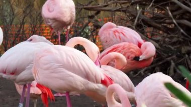 Güney su kuşu flamingosu. Pembe flamingo..
