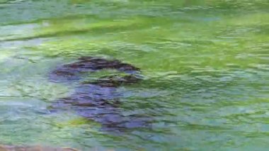 Deniz aslanları suda oynarlar..