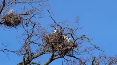 Leylekler ağaçlara yuva yapar. Leylek yuvası..