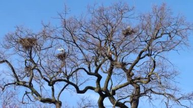 Leylekler ağaçlara yuva yapar. Leylek yuvası..