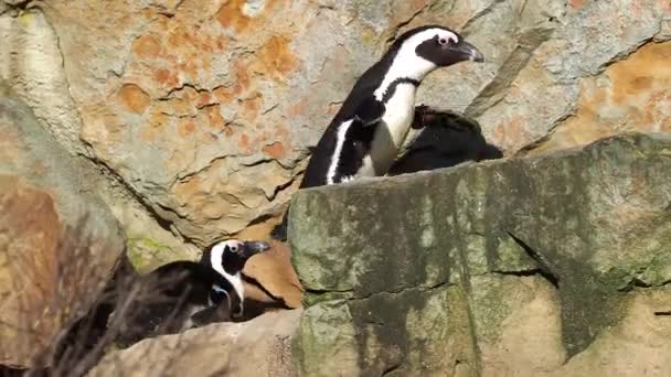 Tučňáci lezou po skalách. Rodina tučňáků. — Stock video