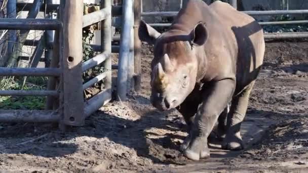 우리에서 나오는 새끼 코뿔소. — 비디오