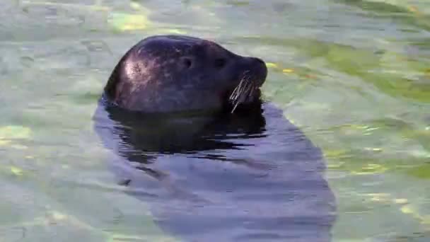 Tengeri pinniped emlős fóka. — Stock videók