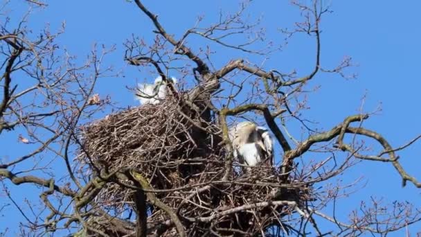 Čápí hnízda na stromech. Stork hnízdo zavřít. — Stock video