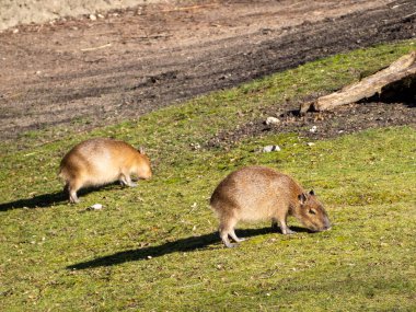 Capybara ot yer. Çimlerin üzerinde Capybara.