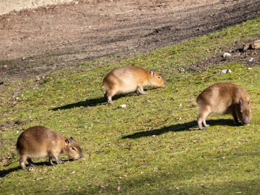 Capybara ot yer. Çimlerin üzerinde Capybara.