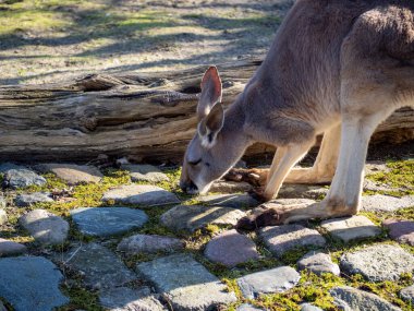 Kanguru Avustralya keseli memeli uzun arka ayakları var..