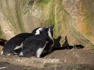 Kayadaki penguenler. Kayalıklardaki penguenler.