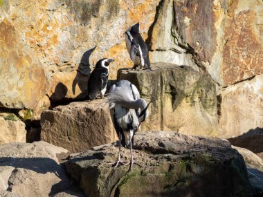 Kayadaki penguenler. Kayalıklardaki penguenler.