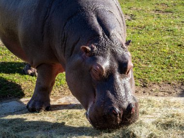 Su aygırı yaklaşıyor. Su aygırı saman yer..