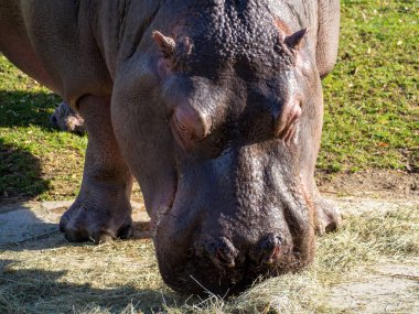 Su aygırı yaklaşıyor. Su aygırı saman yer..
