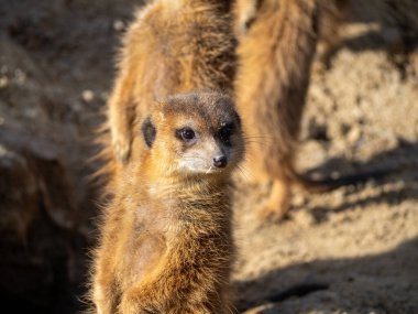 Mirket ailesi güneşin tadını çıkarıyor..
