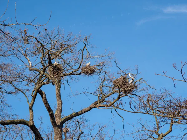 Den Bäumen Nisten Störche Storch Nest — Stockfoto