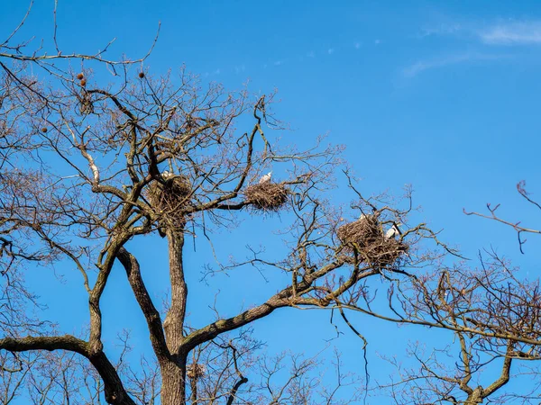 Den Bäumen Nisten Störche Storch Nest — Stockfoto