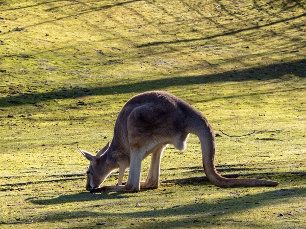 Mamífero Marsupial Australiano Canguru Com Patas Traseiras Longas — Fotografia de Stock