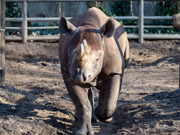 Ένα Μωρό Ρινόκερος Βγαίνει Από Την Πένα — Φωτογραφία Αρχείου