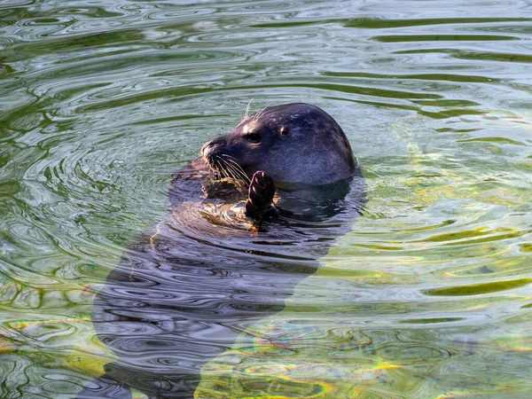 密封在水面上 海豹在水里游泳 — 图库照片