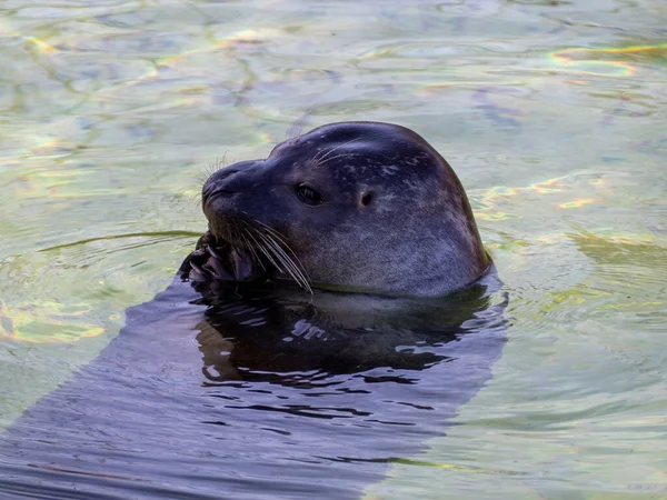 Sigillo Sull Acqua Foca Nuota Nell Acqua — Foto Stock