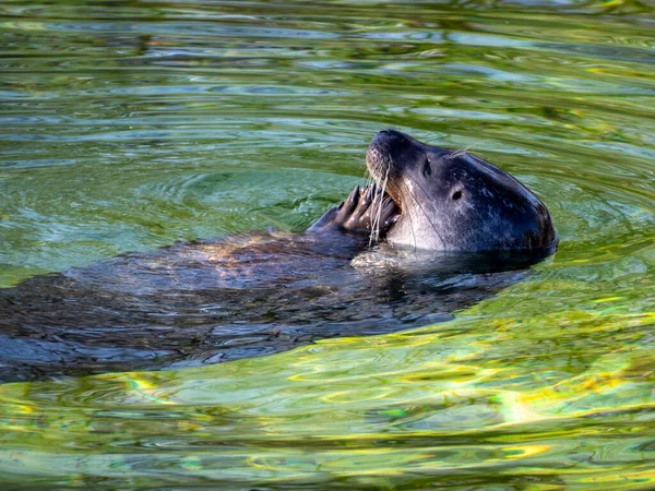 Suyu mühürle. Fok suda yüzer..