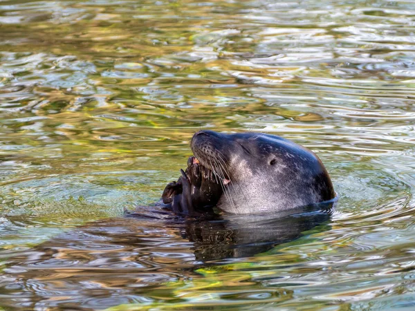 Uzavřete Vodu Tuleni Plavou Vodě — Stock fotografie