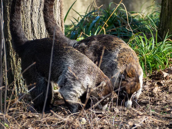 Coati Nasua Narica Gros Plan Adulte Coati Nasua Narica Sur — Photo