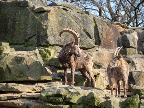 Capricorne Sur Montagne Chèvre Sauvage Sur Rocher — Photo