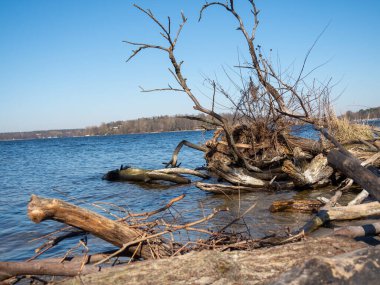 Göle düşen ağaç, bulutlar ve mavi gökyüzü.
