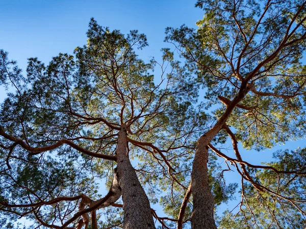 Mirando Hacia Bosque Secuoya Costera Troncos Árboles Convergentes Rodeados Follaje —  Fotos de Stock