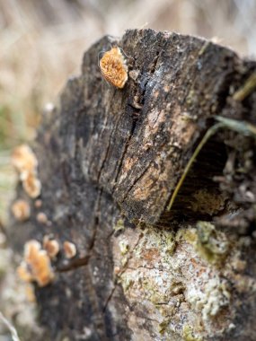 Çürümüş ağaç gövdesinde mantarlar