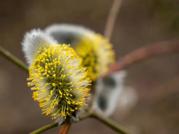 Pilkattor Salix Missfärgning Parken — Stockfoto