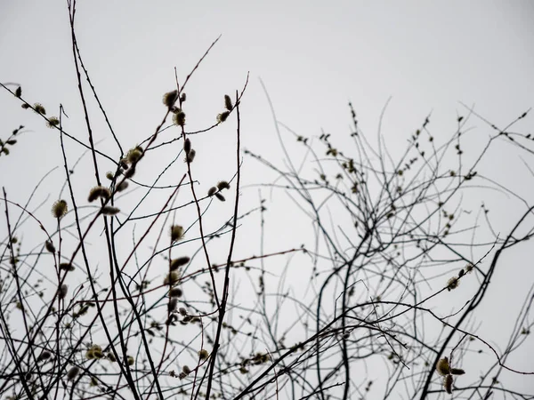Willow Catkins Salix Αποχρωματισμό Στο Πάρκο — Φωτογραφία Αρχείου