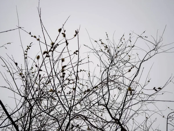 Pilkattor Salix Missfärgning Parken — Stockfoto