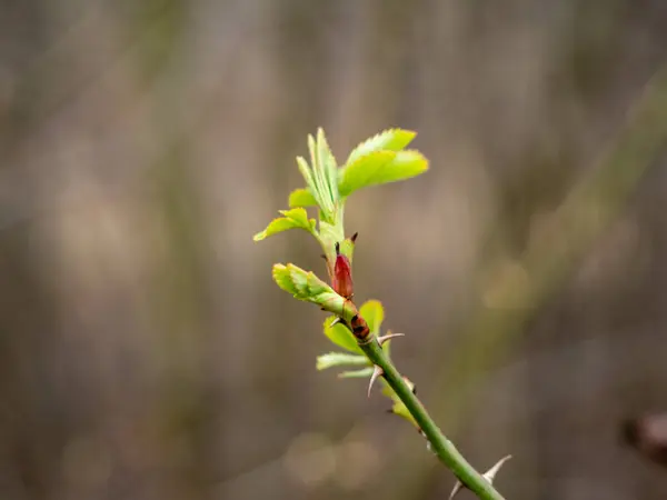 Young Shoots Wild Rose Rosehip Leaves — Stock Photo, Image