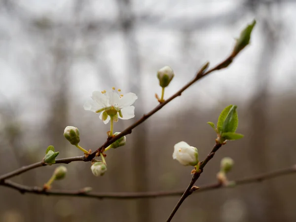 Wild Cherry Flower Wild Cherry Branch — Stock Photo, Image