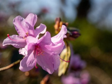 Pembe çiçek açması ormangülü (Rhododendron L.).