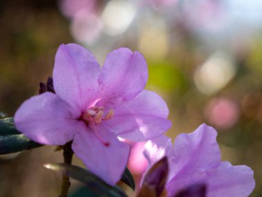 Pembe çiçek açması ormangülü (Rhododendron L.).