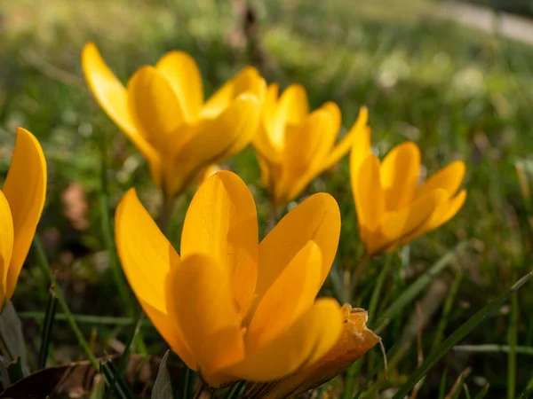 Zdjęcie Kwiatu Żółtej Kropli Śniegu Rozmytym Tłem — Zdjęcie stockowe