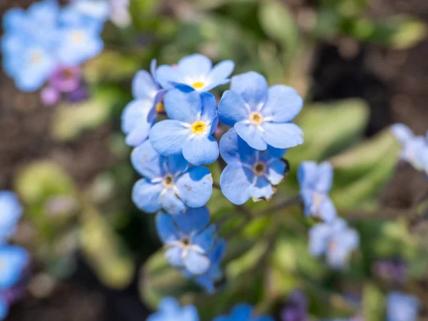 Myosotis Alpestris Alpine Esquecer Flores Não Flores — Fotografia de Stock