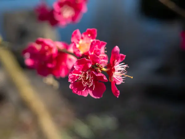 Macro Brillante Primavera Rossa Fioritura Mele Cotogne Giapponesi Fenomeni Giapponesi — Foto Stock