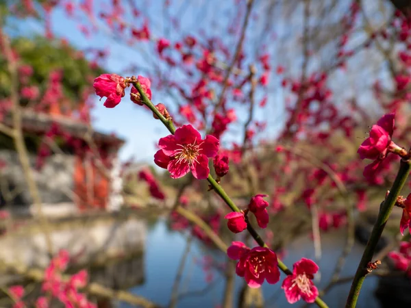 Macro Flor Primavera Color Rojo Brillante Membrillo Japonés Chaenomeles Japoneses — Foto de Stock